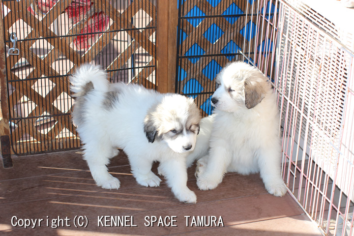 タムラ ケンネル スペース グレートピレニーズ専門ブリーダー（犬舎）子犬販売 ケンネルスペースタムラ